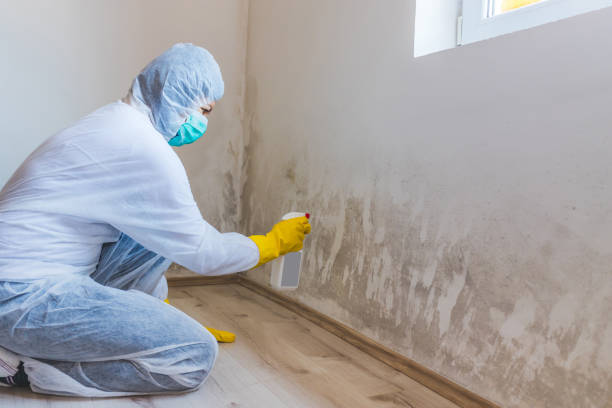 Licensed Mold Testing service in New York, NY - WQB Mold Removal